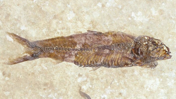 Knightia Fossil Fish - Wyoming #60883